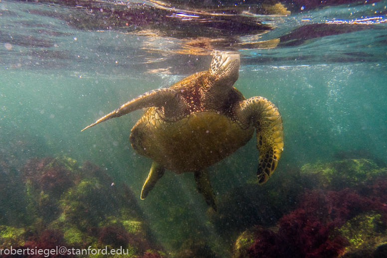 galapagos